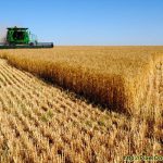 البرز در تولید گندم باکیفیت رتبه نخست کشور را دارد