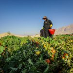 تسهیلات هزار میلیارد ریالی گوجه‌کاران استان بوشهر پرداخت شود