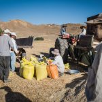 تولید ۱۲ هزار و ۳۱۶ تن بذر گواهی شده گندم در زنجان