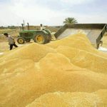 خرید بیش از ۴۹۵ هزار تن گندم به ارزش ۶۴۷ میلیارد تومان درکردستان