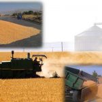 خرید ۱۹۰ هزار تن گندم مازاد بر نیاز کشاورزان در کردستان