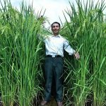 دانشمندان چینی برنج ۲ متری پرورش دادند