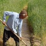 سه هزار بهره بردار کشاورزی آران و بیدگل عضو نظام صنفی هستند