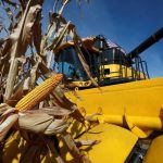 کشاورزان آمریکا آماده رقابت با غلات ارزان آمریکای لاتین می‌شوند