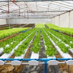 ۱۷۸واحد تولیدی کشاورزی در زنجان از تسهیلات طرح رونق استفاده کردند