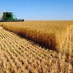 ۱۸۶ هزارتن گندم درزنجان خریداری شده است/کاهش ۱۵۰ هزارتنی گندم