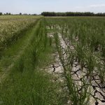 ۸۰ درصد آب ایران در کشاورزی مصرف می شود