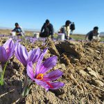 رشد ۱۰درصدی تولید زعفران در خمین/ لزوم راه اندازی صنایع بسته بندی
