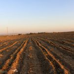 اجرای کشاورزی حفاظتی در ۹۷۰۰ هکتار از اراضی شهرستان بهار