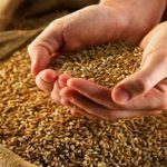 استان البرز ظرفیت راه اندازی بازار ملی بذر و نهال را دارد