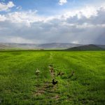 بارش‌های اخیر کشاورزی استان کرمانشاه را از بحران نجات داد