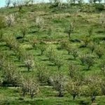 برنامه ریزی برای توسعه ۱۱۰۰ هکتار باغ در شهرستان کرمانشاه
