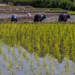 خرید توافقی برنج فقط از شالیکاران ثبت شده در سامانه جهادکشاورزی