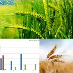 خسارت کم‌بارشی به کشاورزان/ ۷۰ درصد مزارع گندم قابل برداشت نیست