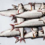 زنجان رتبه نخست تولید ماهیان سرد آبی در منطقه شمال غرب را دارد