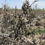 سرما یک هزار میلیارد ریال به بخش کشاورزی آذربایجان غربی خسارت زد