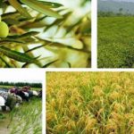 سهم بخش کشاورزی در اشتغال استان زنجان ۳۱ درصد است