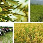 صادرات ۵ هزار و ۳۰۰ تنی محصولات کشاورزی از منطقه آزاد ارس