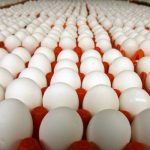 فرصت ثبت سفارش تجار زنجانی برای واردات تخم مرغ تاپایان سالجاری