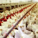 نگرانی نسبت به شیوع آنفلوآنزا در گله‌های مرغ‌های مادر کشور