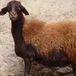 ۱۰هزار رأس گوسفند تحت پوشش برنامه‌های اصلاح نژاد گوسفند افشار است