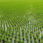 ۲۰۰ میلیارد ریال خسارت به کشاورزان مازندران پرداخت شد