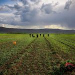 آبیاری برخی مزارع جنوب تهران با فاضلاب خطرناک