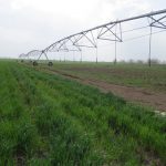 آبیاری تحت فشار در ۵۰ هزار هکتار از اراضی کشاورزی زنجان نصب شد