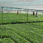 افتتاح طرح های جهاد کشاورزی در شهرستان بناب