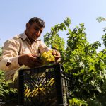 افزایش تولید انگور باتکیه بر الگوی اقتصاد مقاومتی