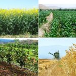 البرز دارای بیشترین عملکرد تولیدات کشاورزی در کشور است
