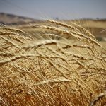 برداشت گندم در زنجان به ۴۰۰ هزار تن می رسد