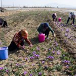 برداشت ۲۱ تن زعفران از مزارع کشاورزی  نیشابور