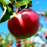 برداشت ۳۰۰ تن محصول سیب از باغات  شهرستان ماه‌نشان