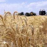تولید گندم در آذربایجان شرقی ۲۰ درصد افزایش داشته است