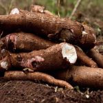تولید یک گیاه تراریخته در کنیا/مقاومت در برابر بیماری رگه قهوه ای