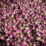 تولید ۵۰۷ تن گل محمدی از گلستان‌های استان کرمانشاه