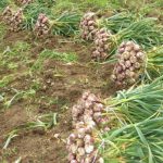دو هزار هکتار از مزارع شهرستان طارم زیر کشت محصول سیر است