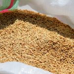 رقم جدید برنج روشن ۱۰ تن در هکتار عملکرد تولید دارد