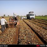 زنجان جزو استان های مهم تولید کننده سیب زمینی در کشور است