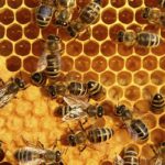 سالانه ۱۹۲ تن عسل با کیفیت در سنندج تولید می ‌شود