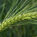 سالانه ۳۰۰ هزار تن در استان زنجان گندم تولید می شود