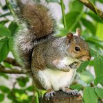 سنجاب های غیربومی،باغات سنتی و تاریخی قزوین را تهدید می کند