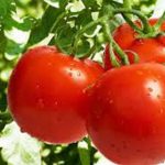 مازاد تولید گوجه فرنگی در زنجان