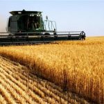 میزان خرید گندم در آذربایجان شرقی سه برابر شد