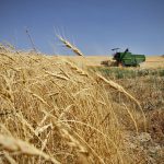 میزان گندم خریداری‌شده درزنجان ۴.۵ برابرکل مصرف یک ساله استان است