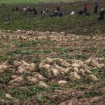 پیش‌بینی برداشت ۶۵۰ هزار تن چغندر قند از مزارع کرمانشاه