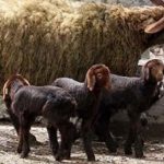 ژن چند قلوزایی در ۱۰ هزار راس گوسفند افشار زنجان تثبیت شده است