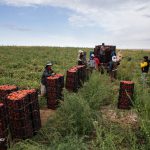 کشاورزان زنجانی ۲۸۰ هزارتن گوجه فرنگی برداشت کردند