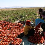 کشت گوجه‌فرنگی بی‌رویه است/ افت قیمت فروش و نابودی منابع آبی